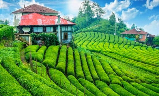 rize yagis